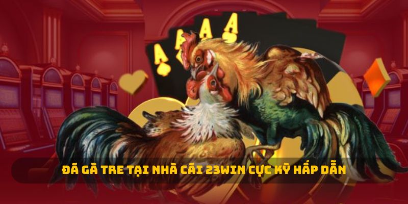 Đá gà tre tại đá gà 23WIN cực kỳ hấp dẫn