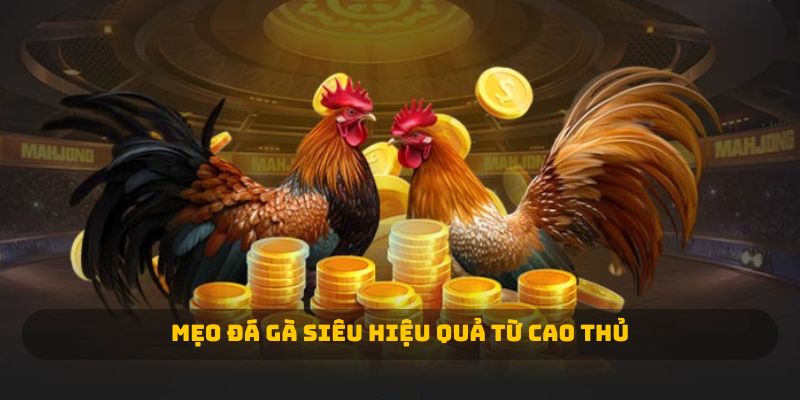Mẹo đá gà 23WIN siêu hiệu quả từ cao thủ